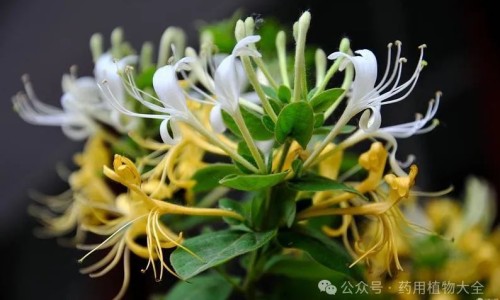 菊三七的功效与作用及食用方法-菊三七的药用功效与作用网 - 为你提供菊三七的药用部位、菊三七根泡酒的功效