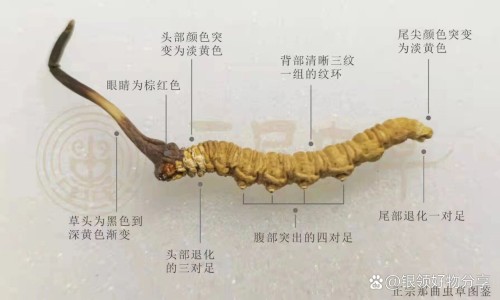 菊三七的药用功效与作用网 - 为你提供菊三七的药用部位、菊三七根泡酒的功效